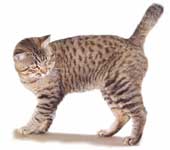 Spotted Tabby